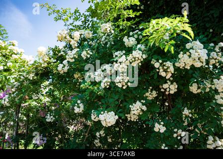 Die Kletterrose des Schneetyphoons zeigt kaskadierende weiße Cluster über üppig grünem Laub und schafft eine romantische Gartenszene Stockfoto