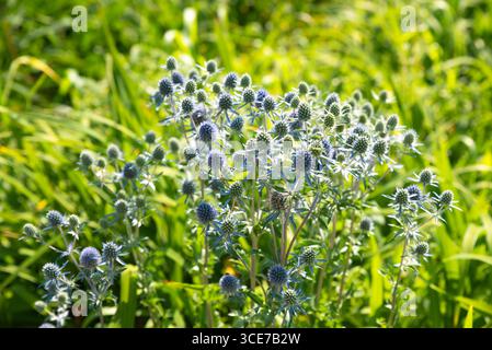 Eryngium planum mit spitzen blauen Blüten und grünen Stängeln, die auf einer sonnigen Wiese blühen, umgeben von hohem Gras und natürlichem Sommergrün. Stockfoto