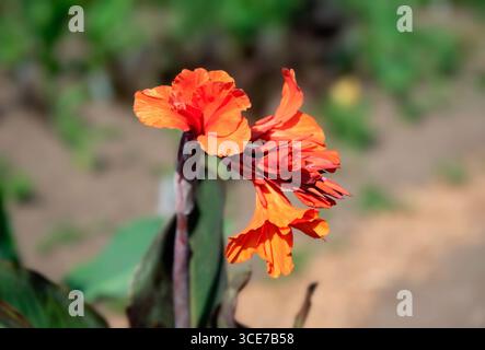 Leuchtend orange Canna-Lilienblüte in voller Blüte an einem sonnigen Tag, aufgenommen in einer Nahaufnahme mit einem weichen grünen und erdigen, verschwommenen Hintergrund. Stockfoto