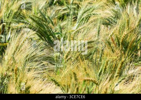 Weizen wächst auf einem Weizenfeld, Weizen wächst auf eine gute Art und Weise auf dem Bauernhof Stockfoto