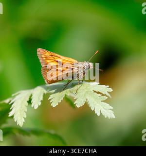 Ein Skipper Schmetterling sitzt auf dem Blatt einer Schafgarbe Stockfoto
