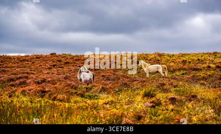 Wilde Ponys in den Heather Fields Stockfoto