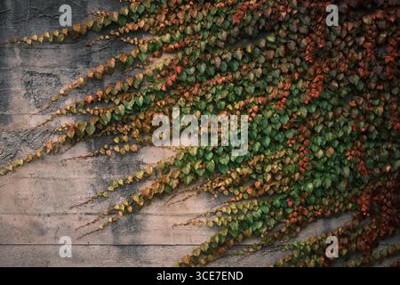 Herbstlaub Efeu auf der Alten Mauer Stockfoto