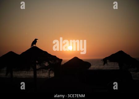 Silhouette bei Sonnenuntergang am Strand Scheveningen, Niederlande Stockfoto