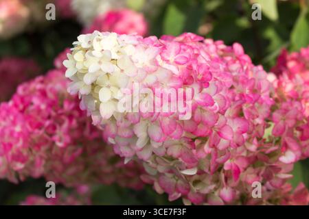 Hortensie paniculata, Hortensie paniculata Vanille Fraise Gartendekoration Stockfoto