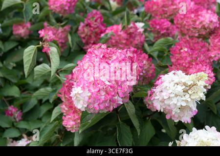 Hortensie paniculata, Hortensie paniculata Vanille Fraise Gartendekoration Stockfoto