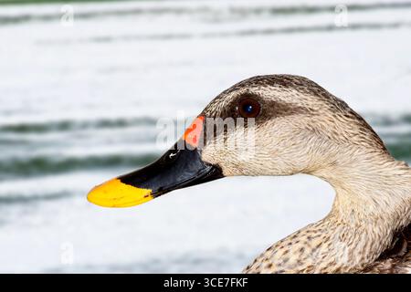 Eine Nahaufnahme eines wunderschönen indischen Spotbill-Enten-Vogelkopfes Stockfoto