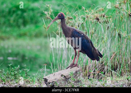 Eine Nahaufnahme eines rotnapfigen Ibis ( pseudibis papillosa ), der im Sand an einem Flussufer steht Stockfoto