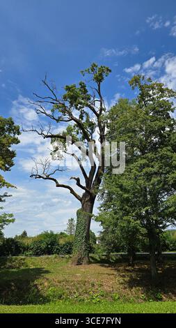 Alte Eiche zeigt verdrehte, blattlose Oberäste und gesunden Efeu, der den Stamm hochklettert, im Kontrast zu umgebendem Grün und blauem Sommerhimmel Stockfoto