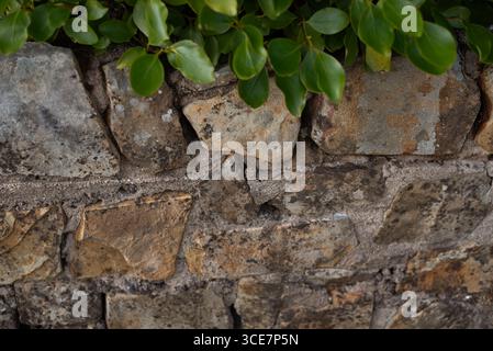 Rustikale Steinmauer in Erdtönen mit leuchtend grünen Blättern, die Harmonie zwischen natürlichen und konstruierten Elementen zum Ausdruck bringen. Zaun aus großem Stockfoto