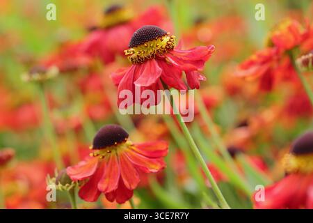 Helen 'Meranti'. Hell-dunkel-orange-Niezeweed „Meranti“ blüht in einem krautigen Spätsommer-Rand. UK Stockfoto