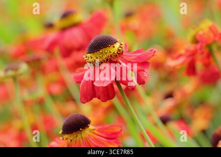 Helen 'Meranti'. Hell-dunkel-orange-Niezeweed „Meranti“ blüht in einem krautigen Spätsommer-Rand. UK Stockfoto