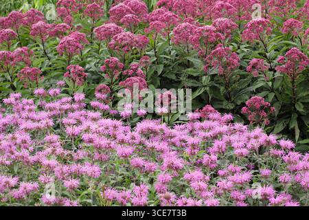 Eutrochium maculatum Reisenschirm, gepflanzt mit Monarda Violet Queen Bergamotte in einer krautigen Grenze im Spätsommer. UK Stockfoto