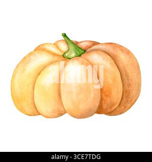 Orangefarbener Kürbis. Botanische Illustration handgezeichnet, isoliert auf weißem Hintergrund. Geeignet für Erntedankfest- und Erntekarten, Kochen, Essen Stockfoto