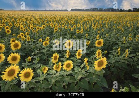 Endloses Feld blühender Sonnenblumen auf dem Ackerland schöne gelbe Blumen Symbol der Sommerlandwirtschaft Ernte und Ökologie Stockfoto