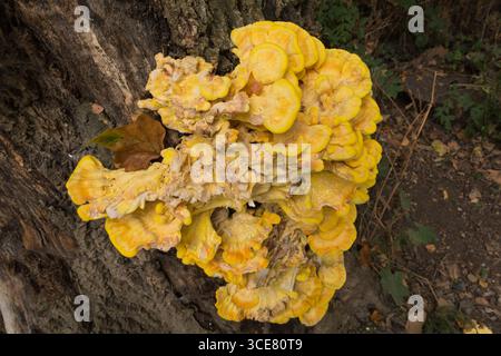 Ein großer, farbenfroher Laetiporus- oder Hühnchenpilz auf einer Eiche in England, Großbritannien Stockfoto