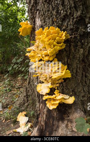 Ein großer, farbenfroher Laetiporus- oder Hühnerpilz auf einer Eiche in England Stockfoto