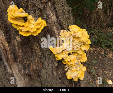 Ein großer, farbenfroher Laetiporus- oder Hühnerpilz auf einer Eiche in England Stockfoto