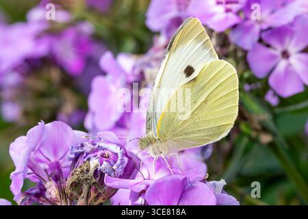 Kohl Weißer Schmetterling (Pieris rapae) ein fliegendes Insekt auf einer Blumenpflanze, Makronaturfotografie von Schmetterlingen Nahaufnahme Stockfoto Stockfoto