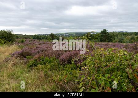 Heidekraut in Blume auf Waldridge Fell Stockfoto