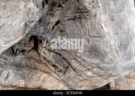 Nahaufnahme detaillierter Kornmuster im Querschnitt eines jahrhundertealten Eichenzweigs auf der Middleton Place Plantation, South Carolina. Stockfoto
