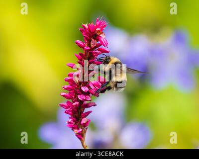 Britische Gartenhummel, Bombus hortorum, ernährt sich von den Sommerblumen von Persicaria amplexicaulis Stockfoto