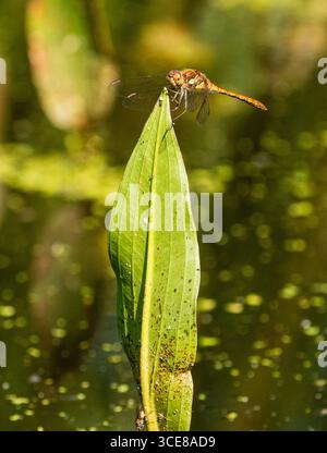 Erwachsene männliche, gemeine Dart Libelle, Sympetrum striolatum, auf dem Seegebiet in einem Garten von Devon, Großbritannien Stockfoto