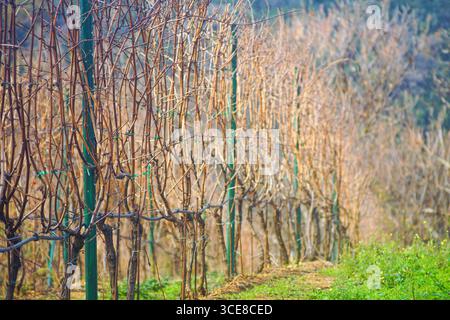Weinberg mit geschnittenen Weinreben im Herbst. Symbol für Weinbereitung, Landwirtschaft und Weinbau, Landwirtschaft, saisonale Ernte und Weinkultur Stockfoto