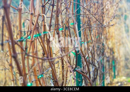 Nahaufnahme von beschnittenen Rebstöcken, die an Stützpfosten im Weinberg gebunden sind. Traditionelle Weinbereitungstechniken, Foto mit landwirtschaftlichen Details. Saisonale Arbeit auf dem Bauernhof Stockfoto