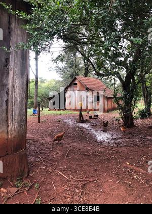 Hühner gehen in einem schlammigen Hof vor einer rustikalen Scheune Stockfoto