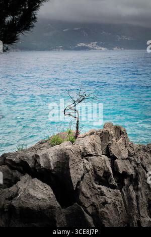 Kleiner Baum, der aus Felsen wächst, an der Küste der Bucht von Bečići, Budva, Montenegro Stockfoto