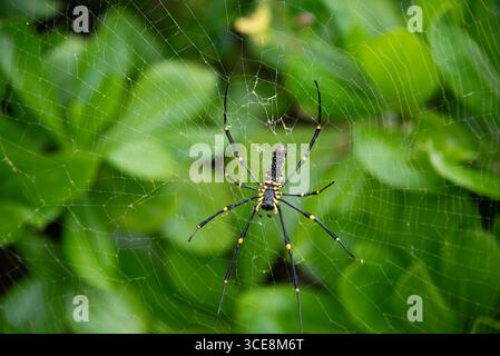 Riesenbananenspinne im grünen Laub in Miyakojima, Okinawa, Japan Stockfoto