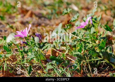 Farbenfrohe Wildblumen zeigen leuchtend rosa Blütenblätter inmitten üppig grüner Laub auf einer sonnigen Wiese. Die Szene erinnert an die Schönheit des frühen Frühlings, mit verstreut Stockfoto