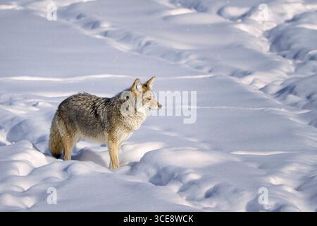Ein einsamer Kojote (Canis latrans) steht wachsam in einer ruhigen Schneelandschaft und zeigt die Widerstandsfähigkeit und Schönheit der Natur. Stockfoto