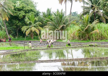 Die traditionelle Art des Pflügens von Bullen und des manuellen Reisanbaus im ländlichen Indien Stockfoto