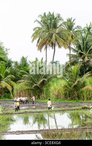 Die traditionelle Art des Pflügens von Bullen und des manuellen Reisanbaus im ländlichen Indien Stockfoto