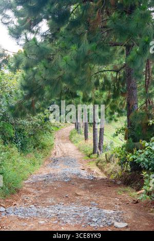 Ein ruhiger, unbefestigter Pfad, umgeben von üppig grünen Kiefern in Popayán, Cauca, Kolumbien, ideal für Naturliebhaber und Outdoor-Enthusiasten. Stockfoto