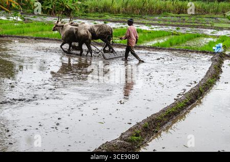 Die traditionelle Art des Pflügens von Bullen und des manuellen Reisanbaus im ländlichen Indien Stockfoto