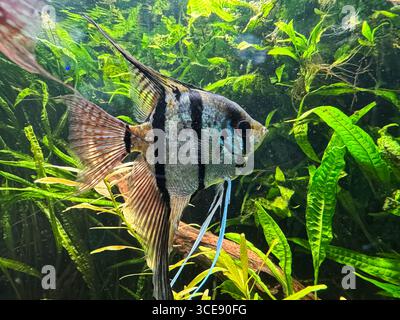 Ein lebendiger Engelfisch schwimmt anmutig zwischen üppig grünen Wasserpflanzen und präsentiert seine eleganten Flossen und das auffällige Streifenmuster in einem blühenden Frischwasser Stockfoto