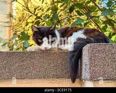 Eine ruhige Katze liegt auf einer strukturierten Wand, umgeben von leuchtendem Grün an einem sonnigen Tag, die Augen sind halb offen und der Schwanz ist anmutig über den Rand gelegt Stockfoto