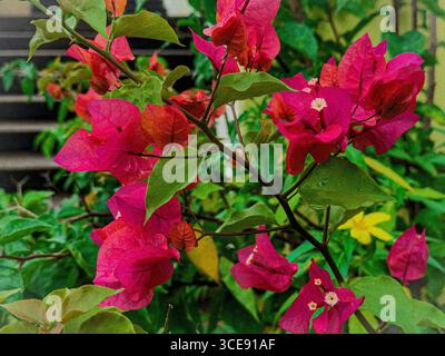 Eine lebhafte Ansammlung rosafarbener Bougainvillea-Blüten mit grünen Blättern, aufgenommen in einer Nahaufnahme mit einem verschwommenen, üppigen Hintergrund. Stockfoto
