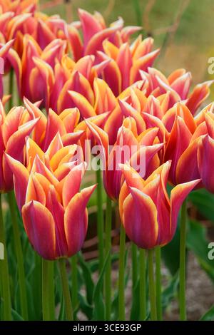 Tulipa Sonnet, Tulpensonnet, lilienblütige, geriffelte lila-rote Blüten, goldgelber Rand Stockfoto