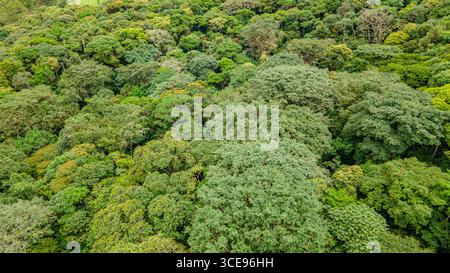 Blick aus der Vogelperspektive auf einen dichten, lebendigen Wald in Popayán, Cauca, mit üppigem Grün und reicher Artenvielfalt. Stockfoto