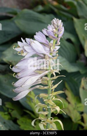 Blühende Bananenlilie bzw. Hosta Pflanze, Rheinland, Deutschland Stockfoto