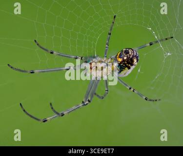 Orchard Orbweaver, wissenschaftlich bekannt als Leucauge venusta. Diese Spinne gehört zur Familie der Langkiefer-Orbfleber, Tetragnathidae. Stockfoto
