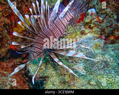 Pterois ist eine Gattung giftiger Meeresfische, die allgemein als Löwenfisch bekannt sind. Stockfoto