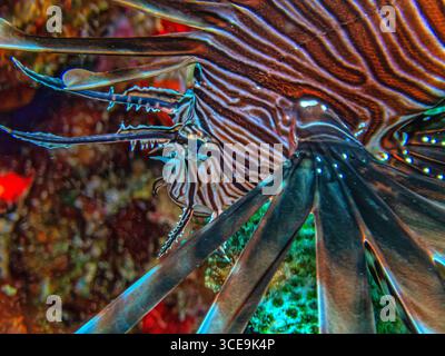 Pterois ist eine Gattung giftiger Meeresfische, die allgemein als Löwenfisch bekannt sind. Stockfoto