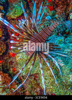 Pterois ist eine Gattung giftiger Meeresfische, die allgemein als Löwenfisch bekannt sind. Stockfoto
