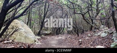 Cala Goloritze Trail. Wandern Sie durch den Wald hinunter zum berühmten Strand Cala Goloritze. Natur Sardiniens, Italien. Stockfoto