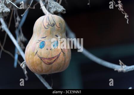Lächelnder Kürbis zu halloween im Garten. Wachsender Kürbis mit malerischem Gesicht. Halloween-Konzept. Stockfoto